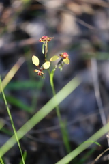 Diuris brachyscapa