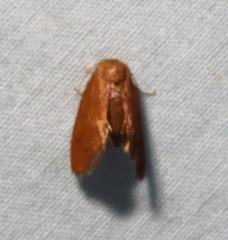 Heterogenea shurtleffi