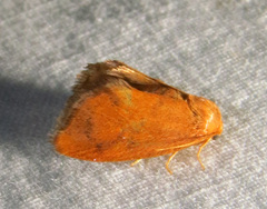 Heterogenea shurtleffi