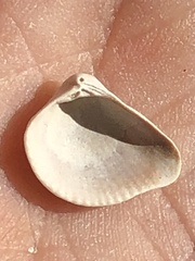 Anomalocardia cuneimeris