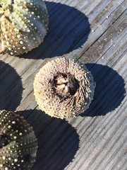 Psammechinus miliaris