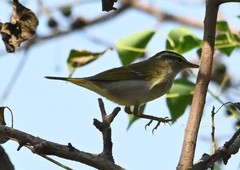 Phylloscopus ijimae