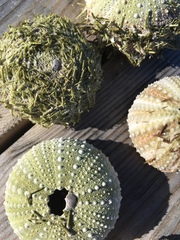 Psammechinus miliaris