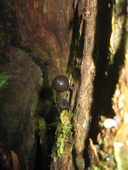 Xylaria schweinitzii