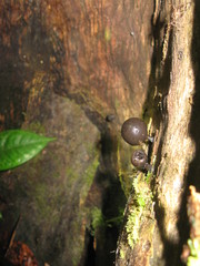 Xylaria schweinitzii