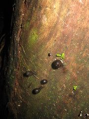 Xylaria schweinitzii