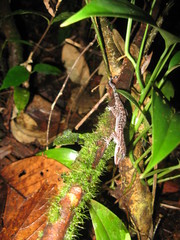 Cyrtodactylus miriensis