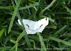 Sericoptera mahometaria