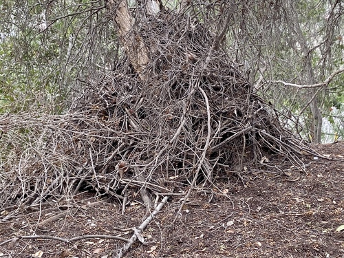 iNaturalist observation photo of Woodrats