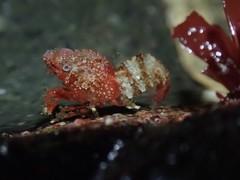 Spirontocaris prionota