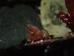 Spirontocaris prionota