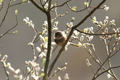 Sooty Bushtit photo 5