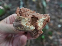 Clavariadelphus americanus