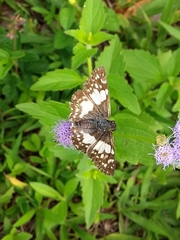 Heliopetes domicella