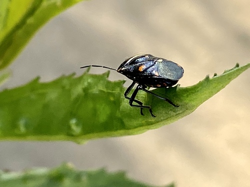 iNaturalist observation photo of Harlequin Bug