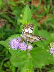 Heliopetes domicella