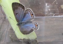 Anthene livida livida