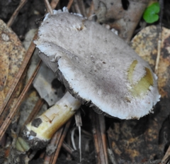 Agaricus diminutivus