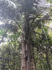 Parajubaea cocoides