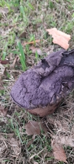 Calvatia lilacina