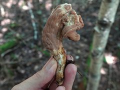 Clavariadelphus americanus