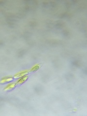 Dinobryon sertularia
