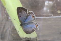 Anthene livida livida