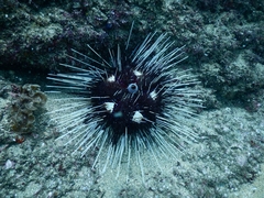 Astropyga pulvinata