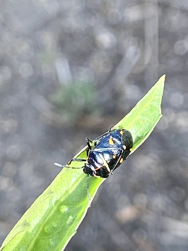 iNaturalist observation photo of Harlequin Bug