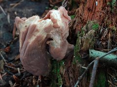 Clavariadelphus americanus