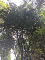 Podocarpus sprucei