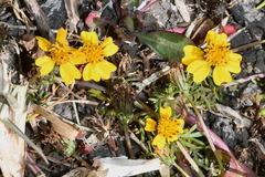 Bidens anthemoides