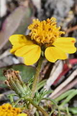 Bidens anthemoides