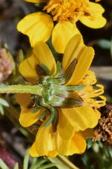 Bidens anthemoides