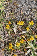 Bidens anthemoides
