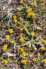 Bidens anthemoides