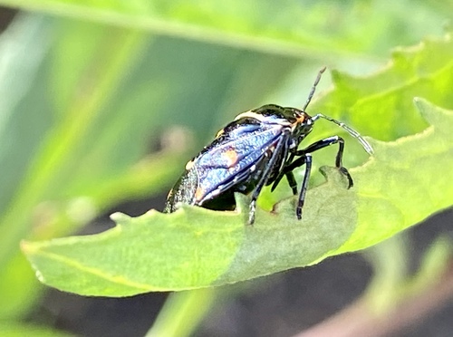 iNaturalist observation photo of Harlequin Bug