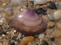 Austromactra contraria