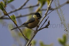 Rufous-Fronted Bushtit photo 2