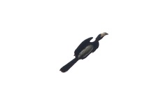 Lophoceros fasciatus