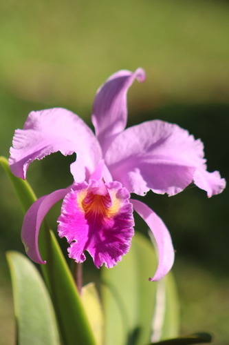 Cattleya trianae