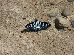 Jemadia