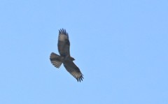 Buteo hemilasius