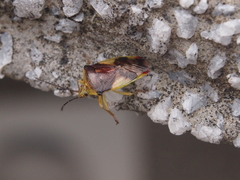 Elasmostethus nubilus