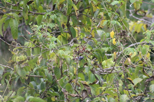 White-eared Conebill (Conirostrum leucogenys), photo 8