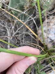 Cyperus ochraceus