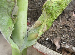 Anthene livida livida