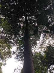 Podocarpus oleifolius