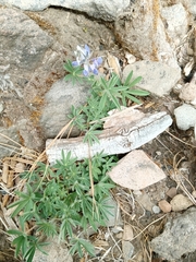 Lupinus elegans elegans
