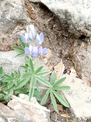 Lupinus elegans elegans